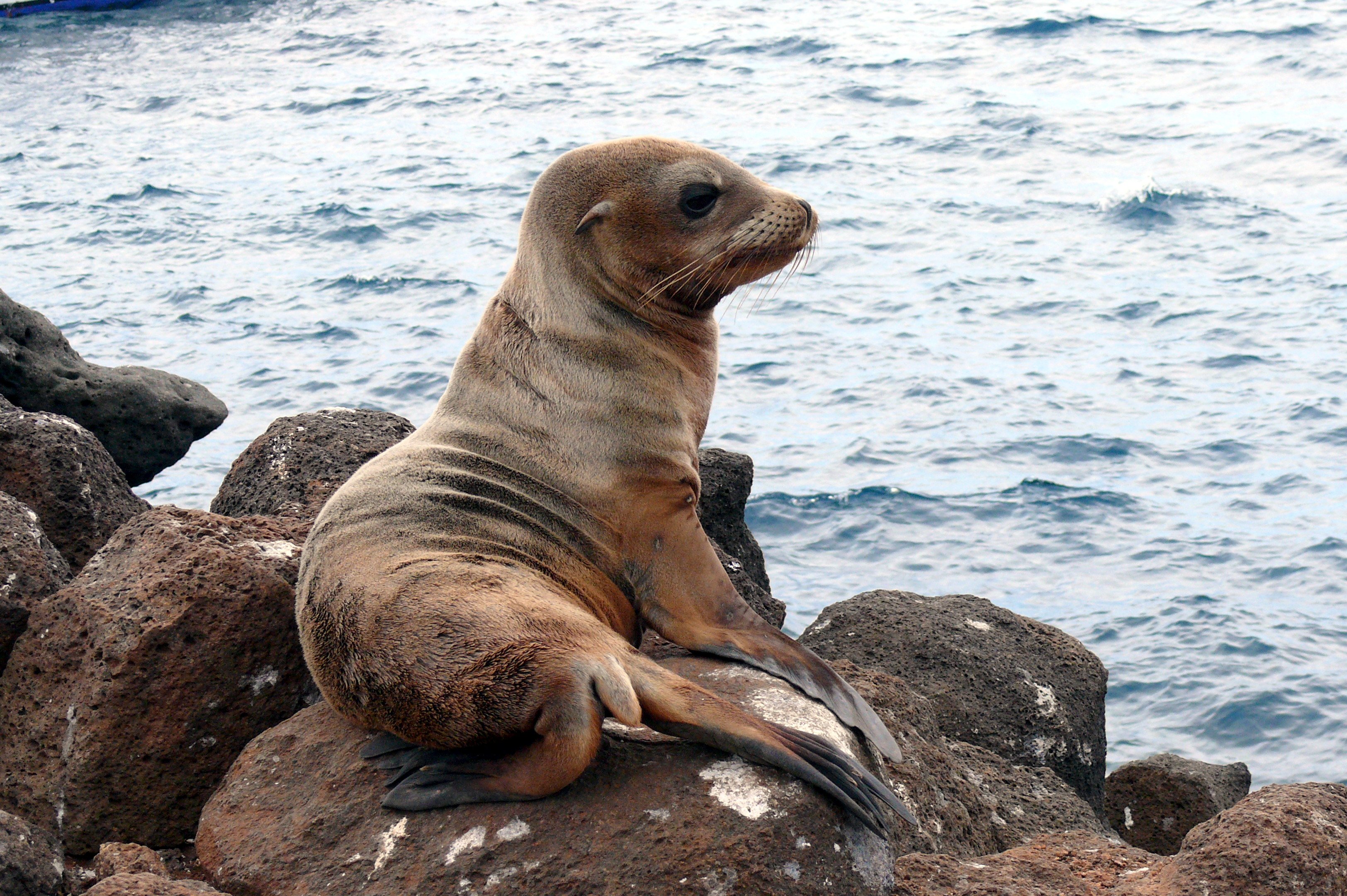 Lobo Marino Animales Roca Mar Naturaleza - Sea Animals In Western Europe , HD Wallpaper & Backgrounds