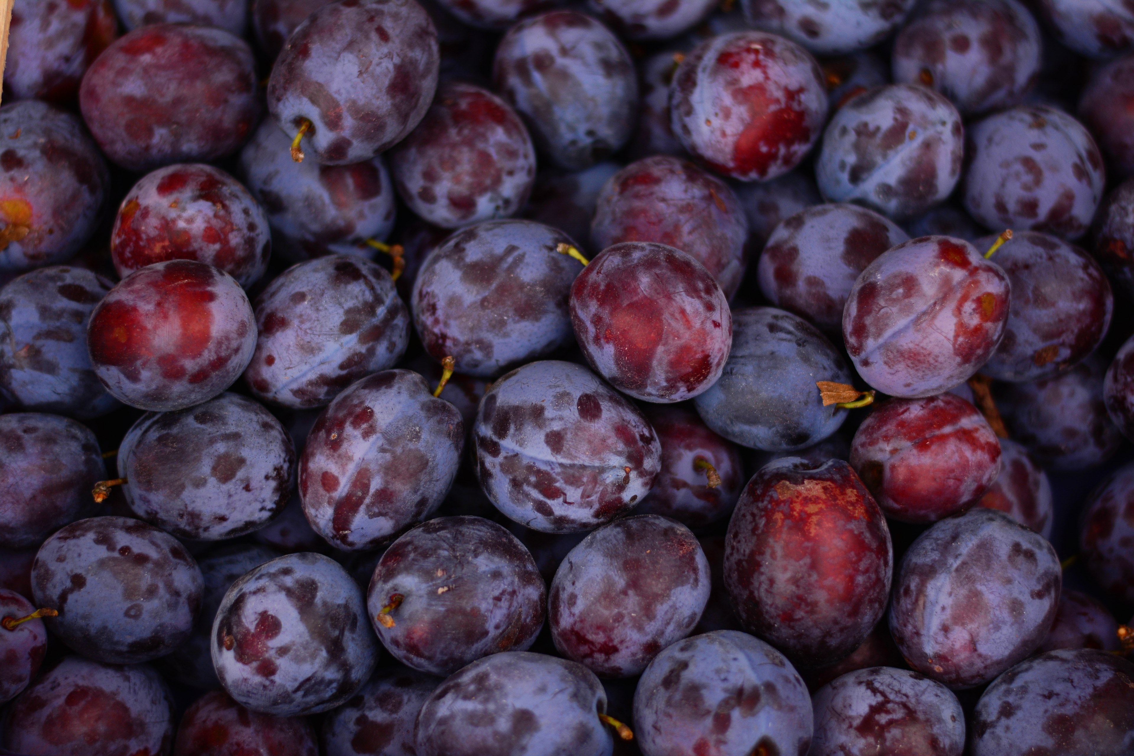 Plums Fruits , HD Wallpaper & Backgrounds