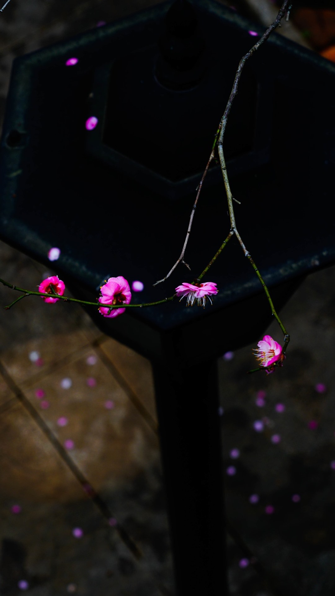 Iphone Wallpaper Pink Plum Flowers, Twigs, Spring - Iphone Plum , HD Wallpaper & Backgrounds