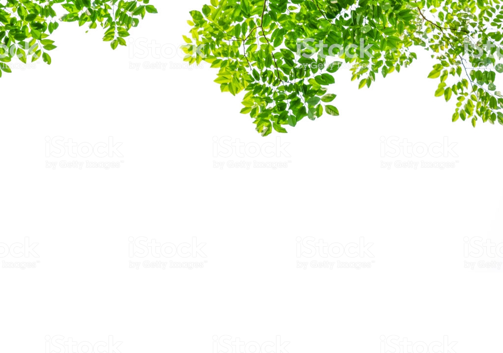 Greenery White Background , HD Wallpaper & Backgrounds