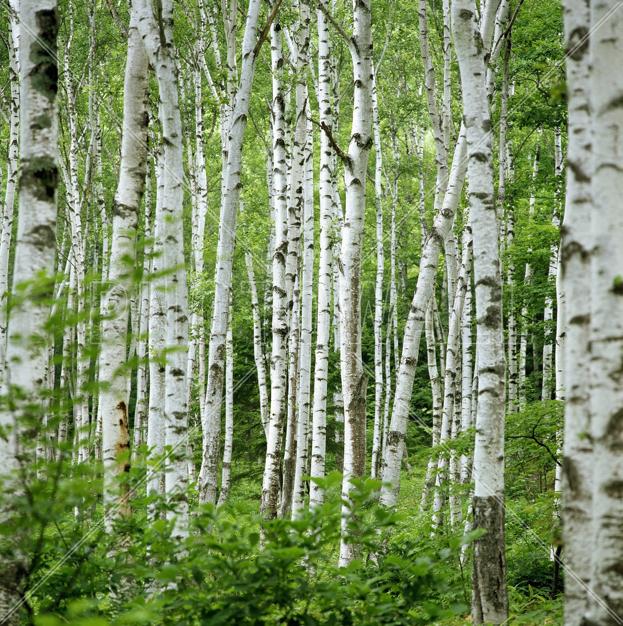 Summer Birch Trees - Summer Birch Tree Forest , HD Wallpaper & Backgrounds
