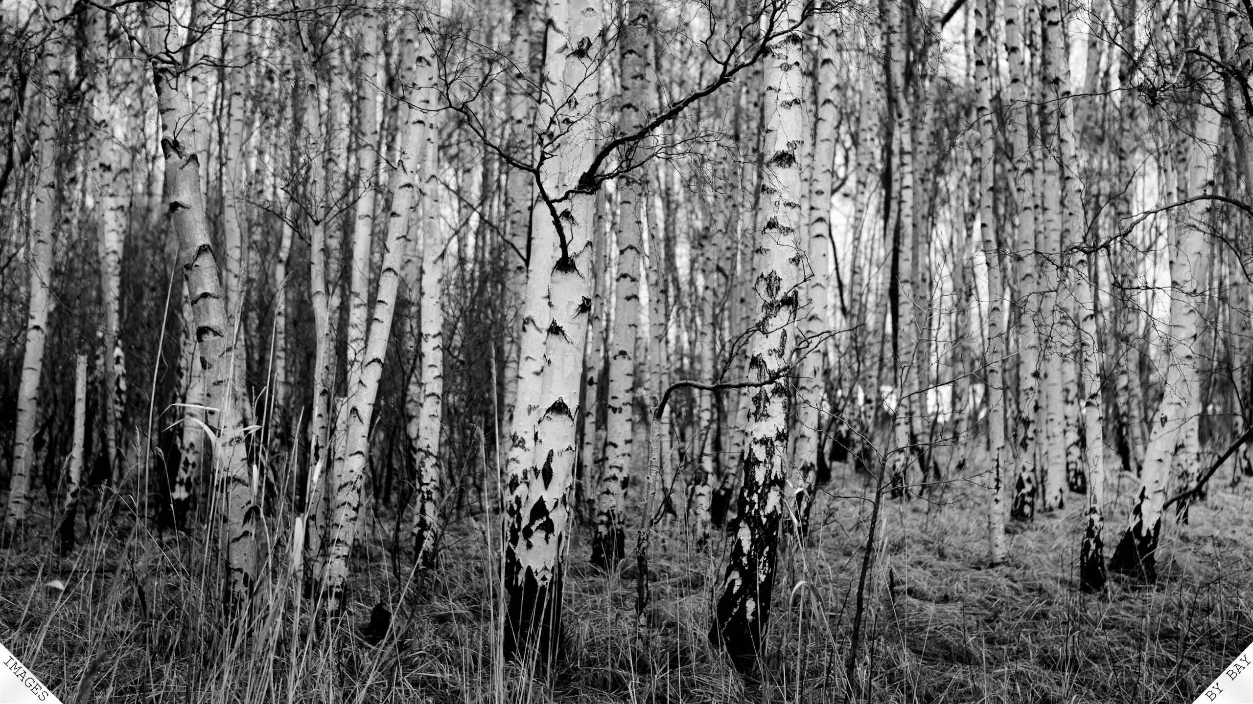 Birch Tree Wallpaper - Birch Tree High Resolution , HD Wallpaper & Backgrounds