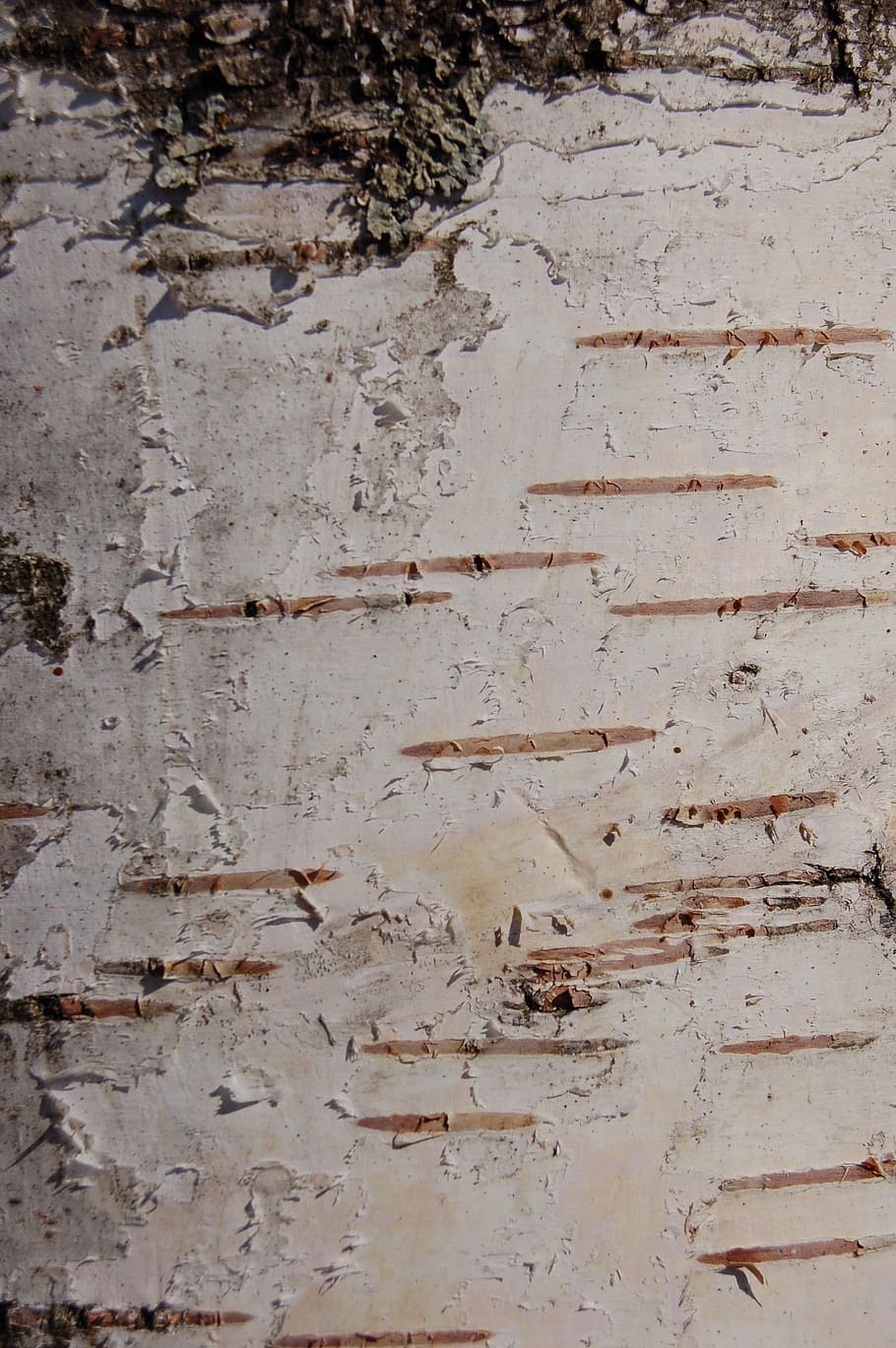 Birch Bark, Tree, Trees, Trunk, Nature, Backgrounds, - Birch Bark Floor , HD Wallpaper & Backgrounds