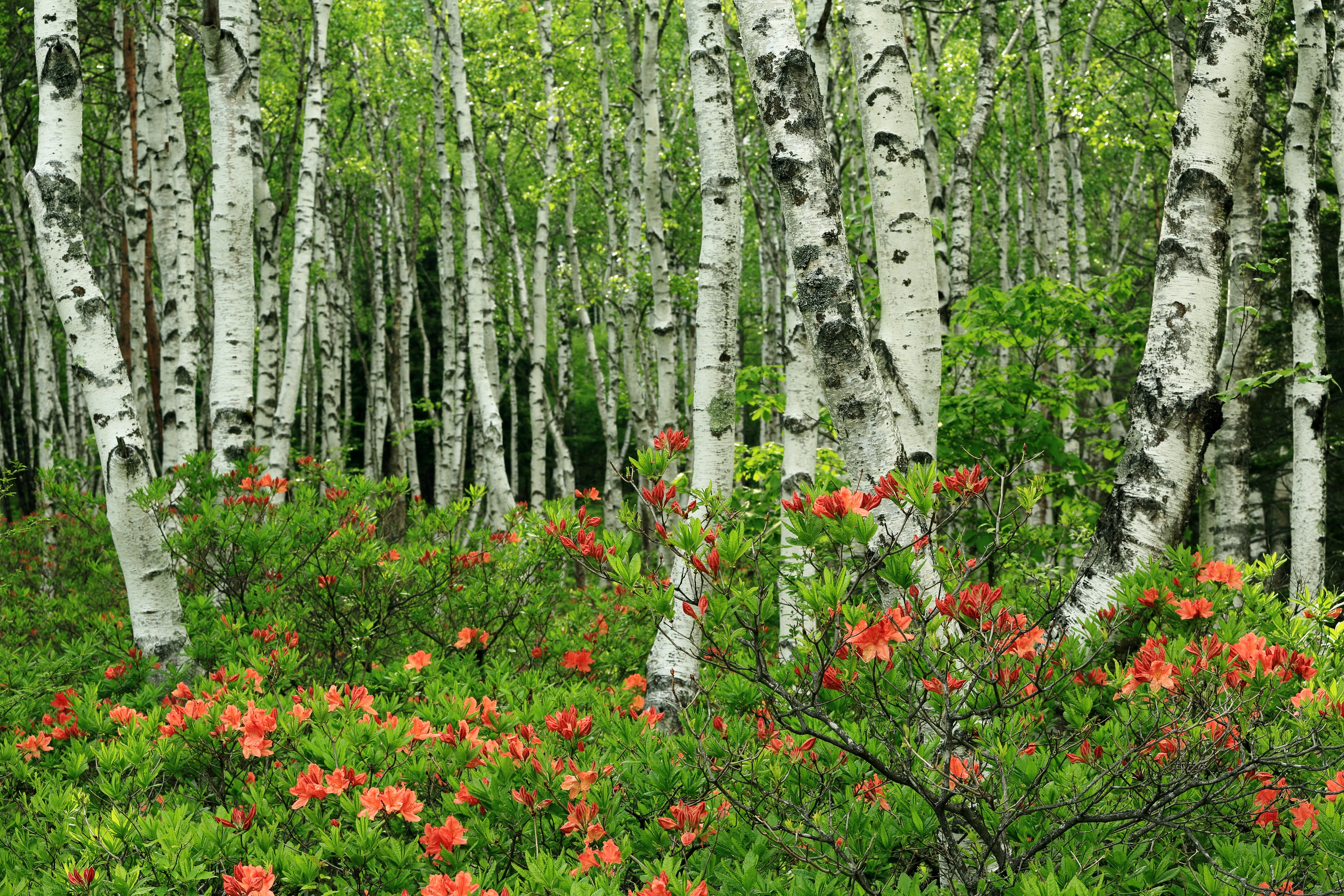 Forests Japan Birch Trees Nature Wallpaper - Birch Forest And Flower , HD Wallpaper & Backgrounds