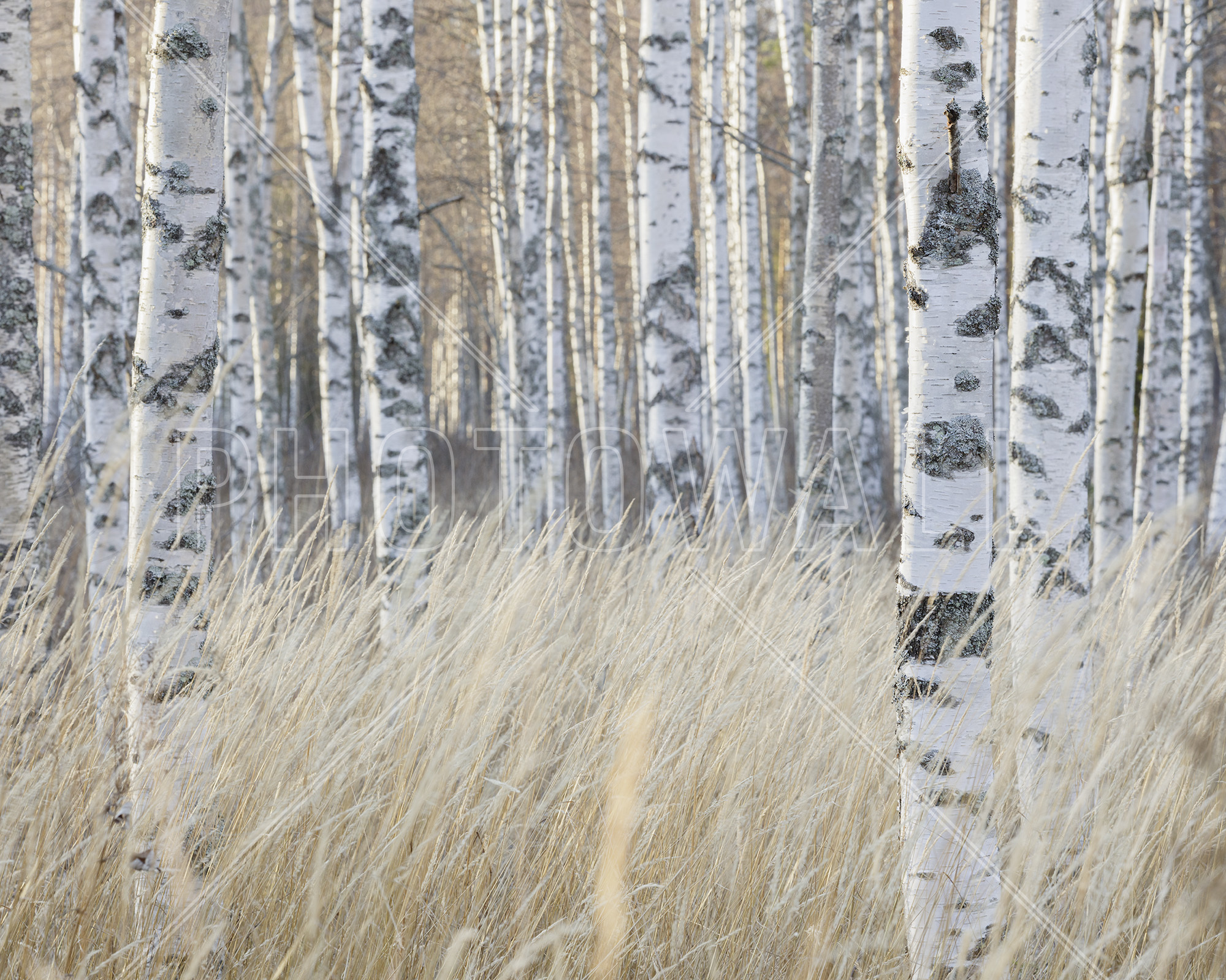 Light Birch Forest - Birch Forest , HD Wallpaper & Backgrounds