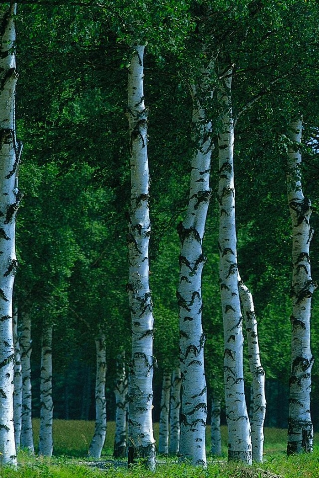 Birch Tree Facebook Cover , HD Wallpaper & Backgrounds