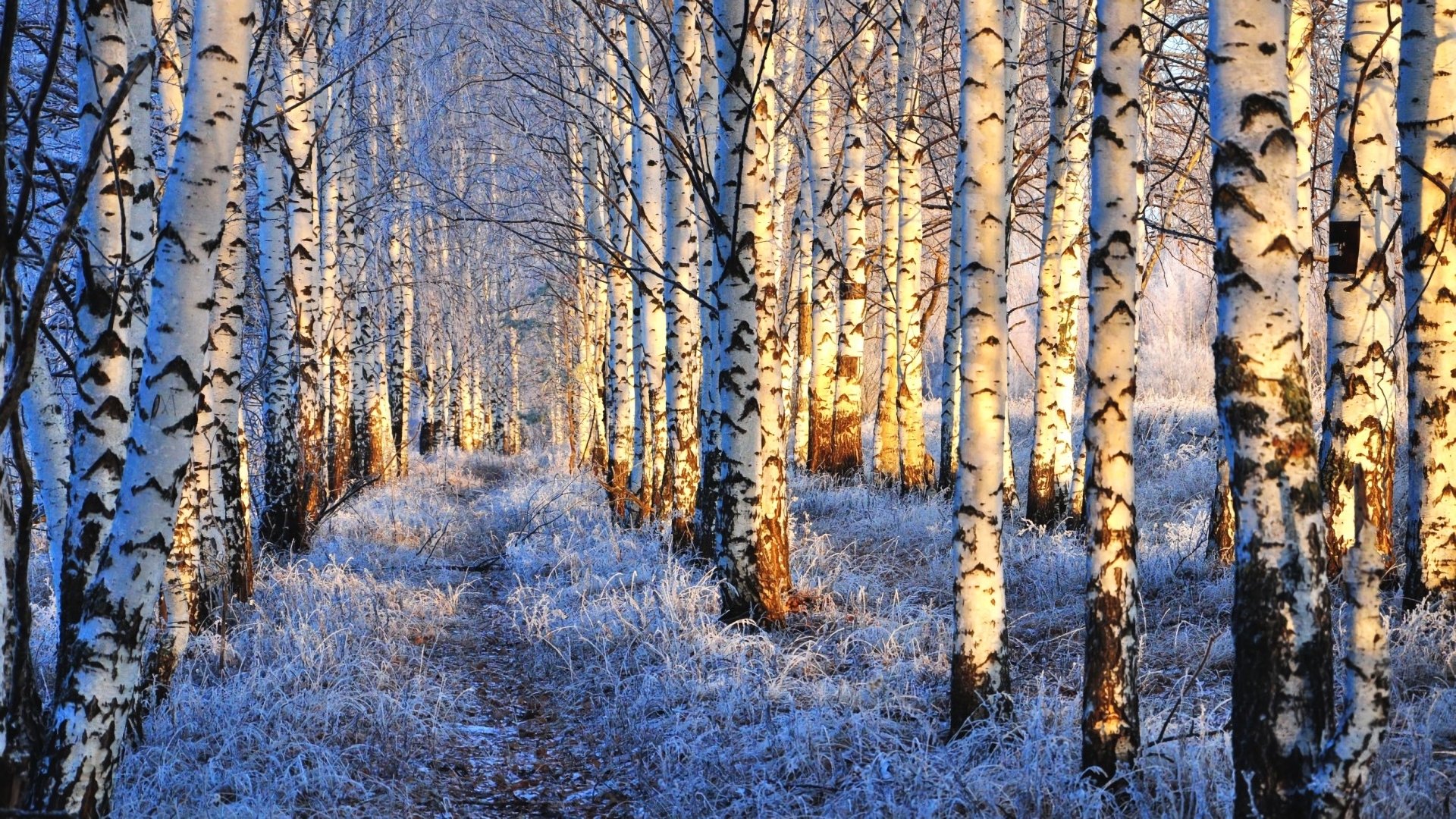 Snow Birch Forest , HD Wallpaper & Backgrounds