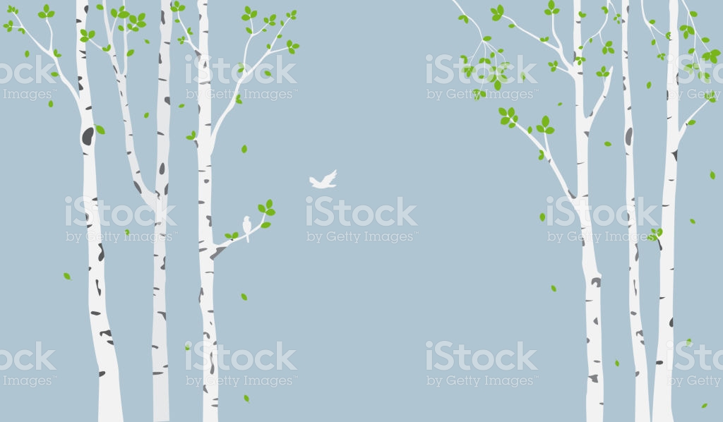 Istock Logo - Birch Tree Background Wall Stickers , HD Wallpaper & Backgrounds