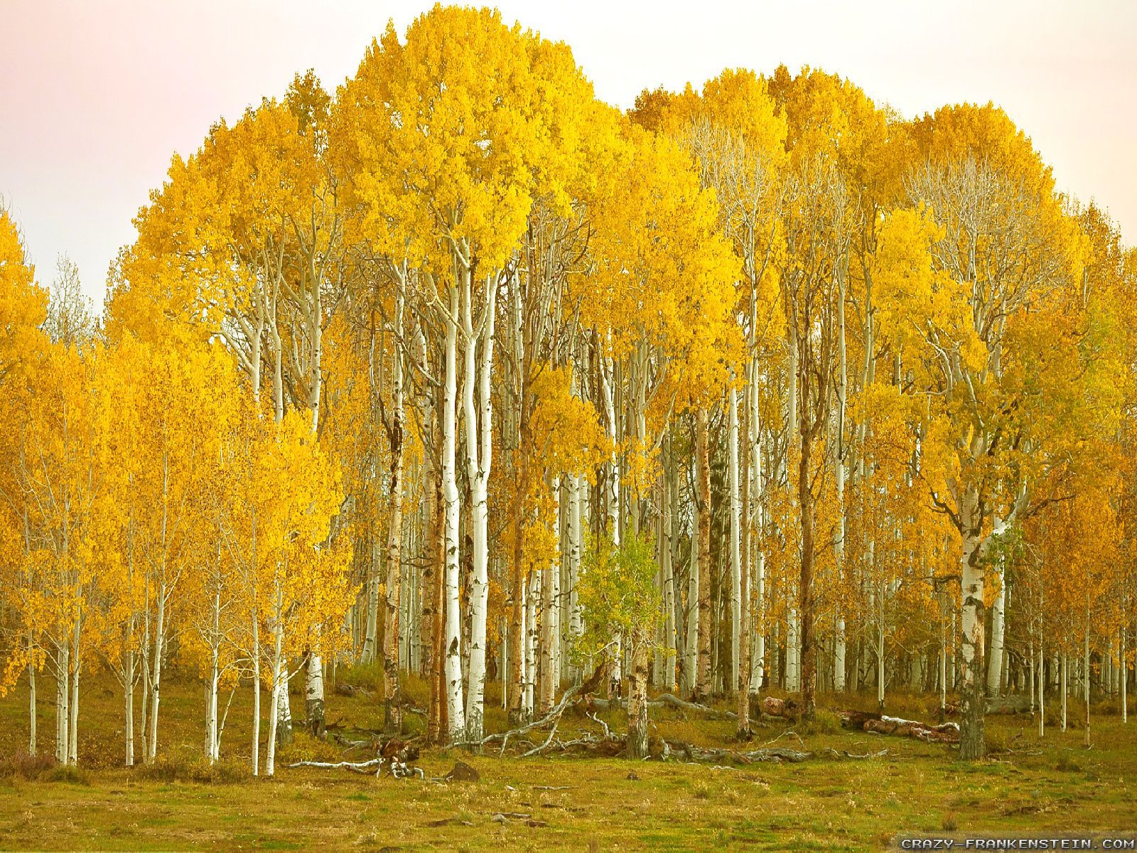 Birch Tree Wallpaper Desktop Backgrounds , HD Wallpaper & Backgrounds