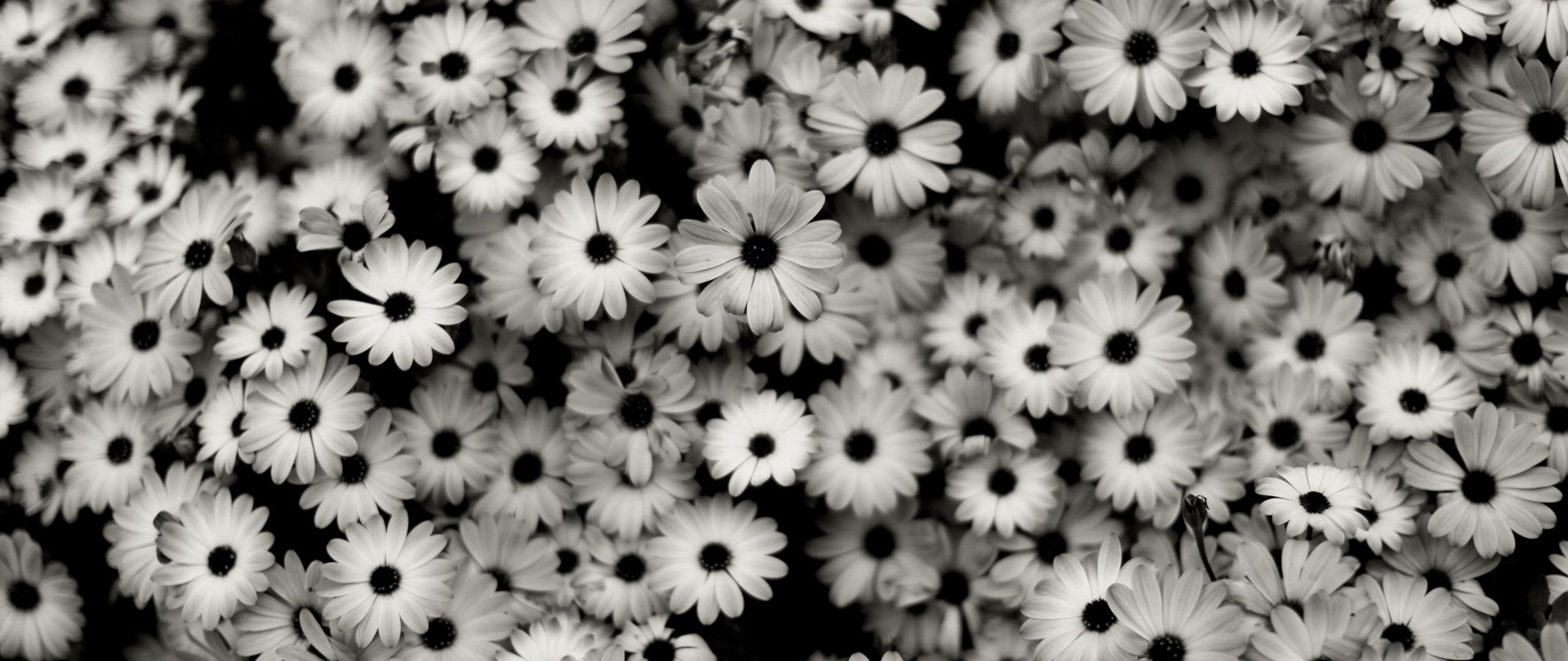 Wallpaper Black White, Flowers, Grey, Daisies - Black And White Daisy , HD Wallpaper & Backgrounds
