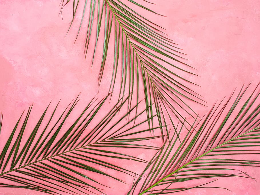 Pink Wall, Palm, Leaf, Tropical, Background, Pastel, - Background Pastel Hd , HD Wallpaper & Backgrounds