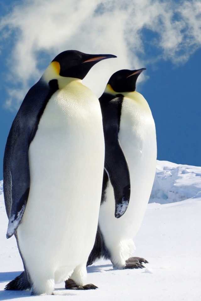 Penguin Wallpaper Android , HD Wallpaper & Backgrounds