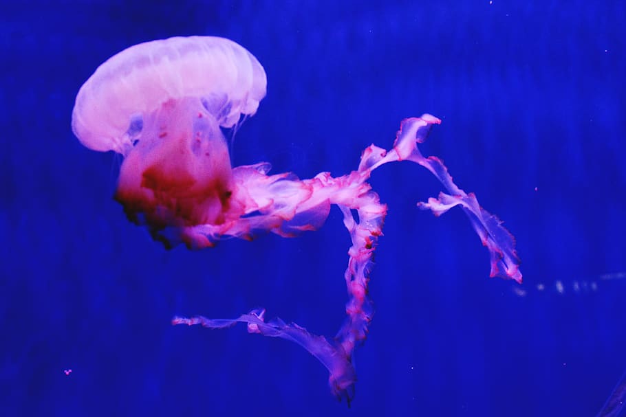 Medusa, Jellyfish, Agua Viva, Acquario Di Genova, Sea, , HD Wallpaper & Backgrounds