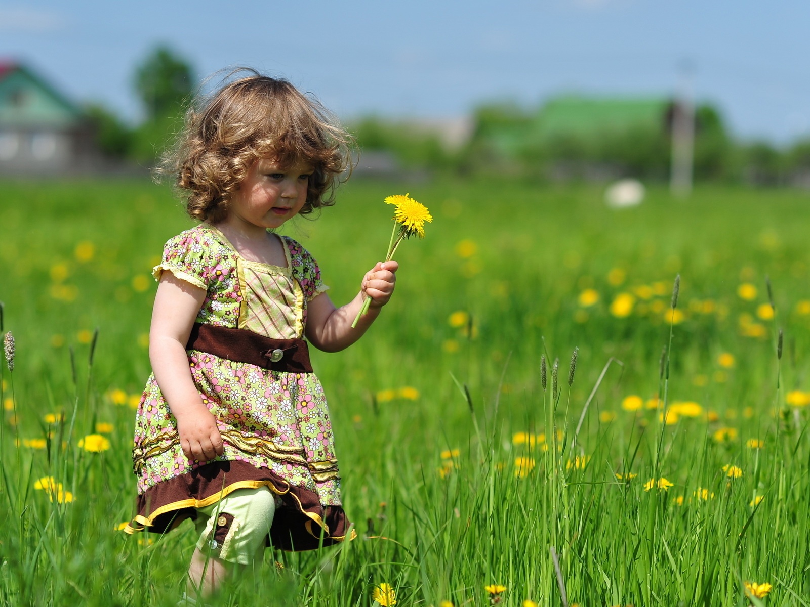 Little Girl With Flower , HD Wallpaper & Backgrounds