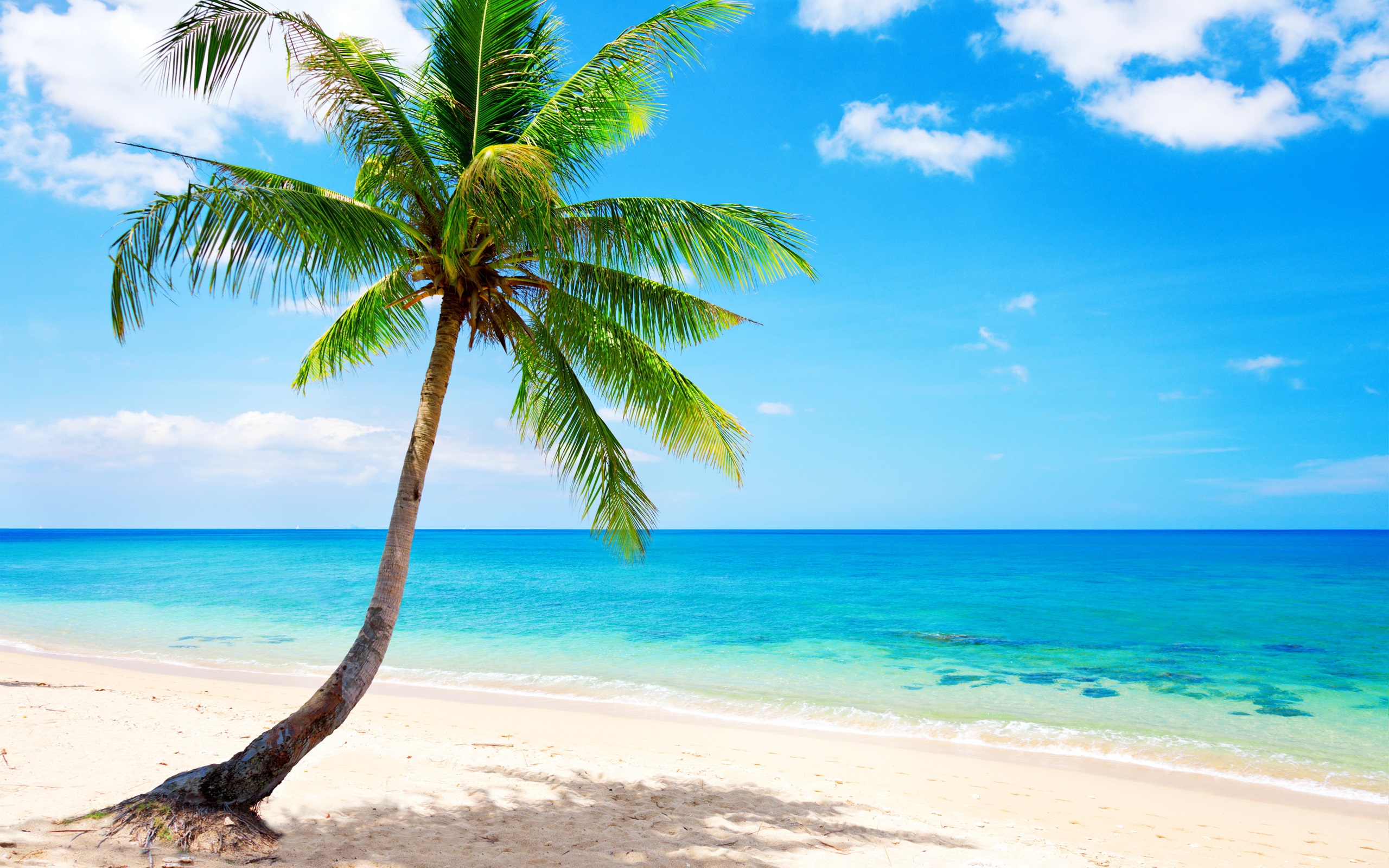 Palm Tree Beach Background , HD Wallpaper & Backgrounds
