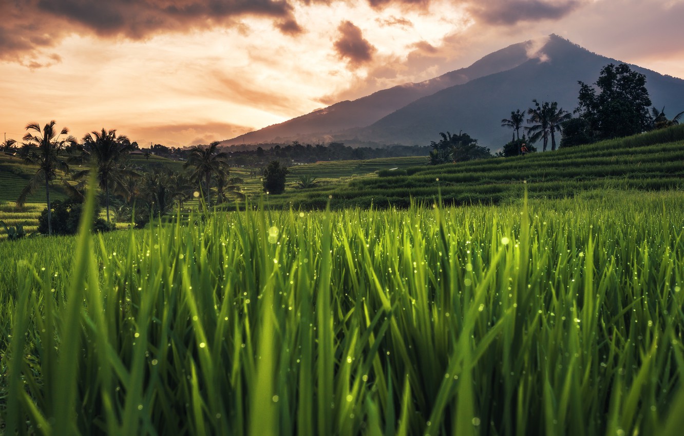 Photo Wallpaper Bali, Indonesia, Rice Field - Bali Rice Field , HD Wallpaper & Backgrounds