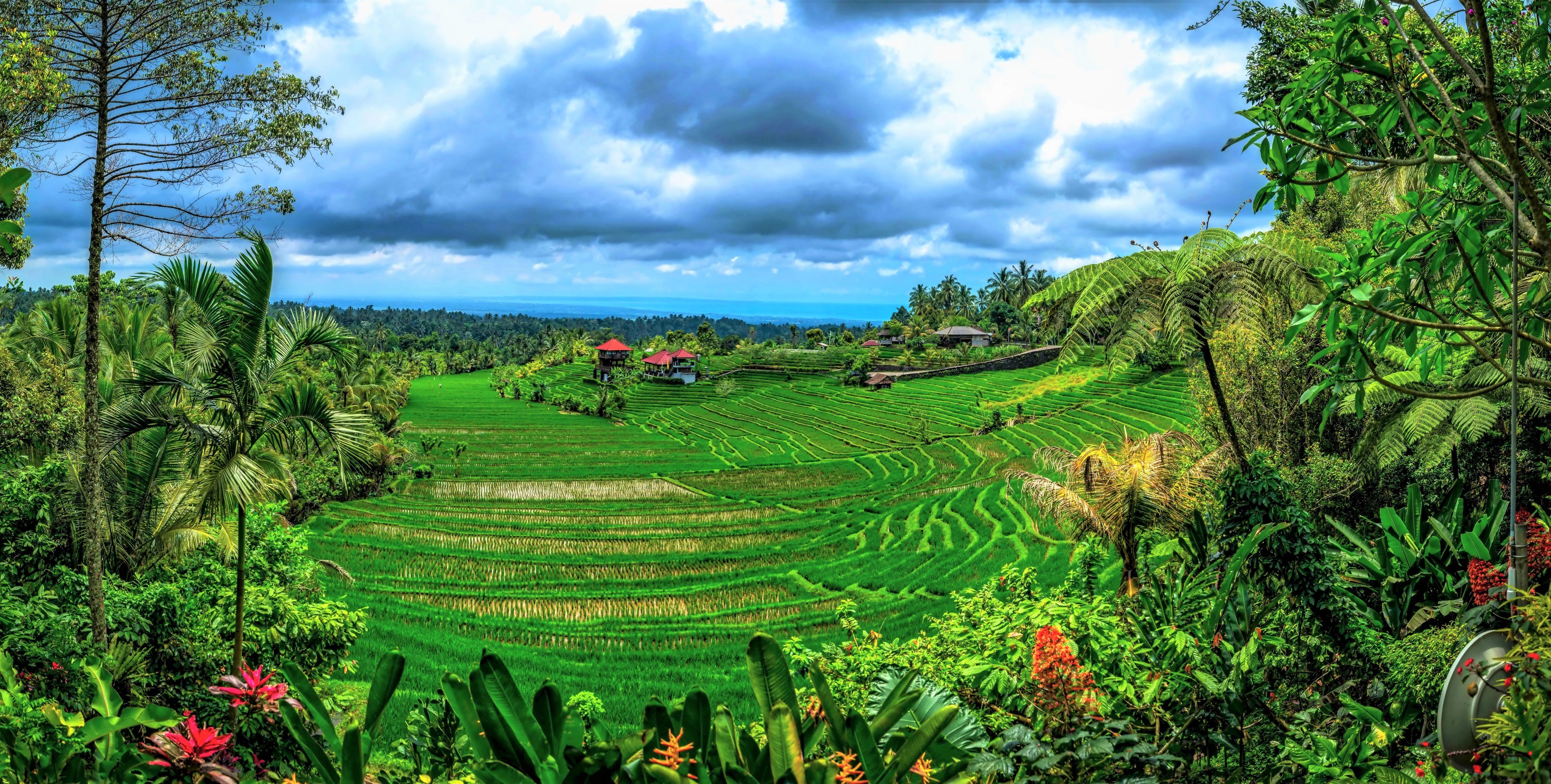 Bali Earth Green Indonesia Landscape Rice Terrace Tree - Bali , HD Wallpaper & Backgrounds