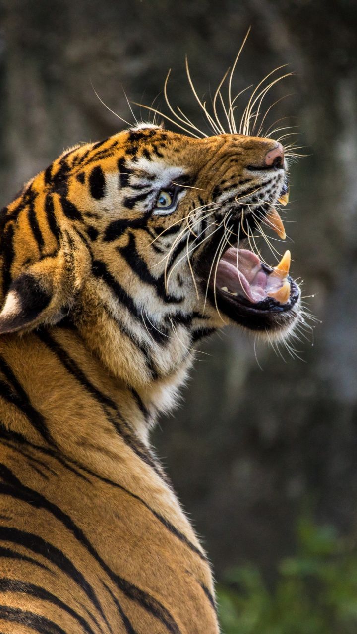 Angry Tiger , HD Wallpaper & Backgrounds