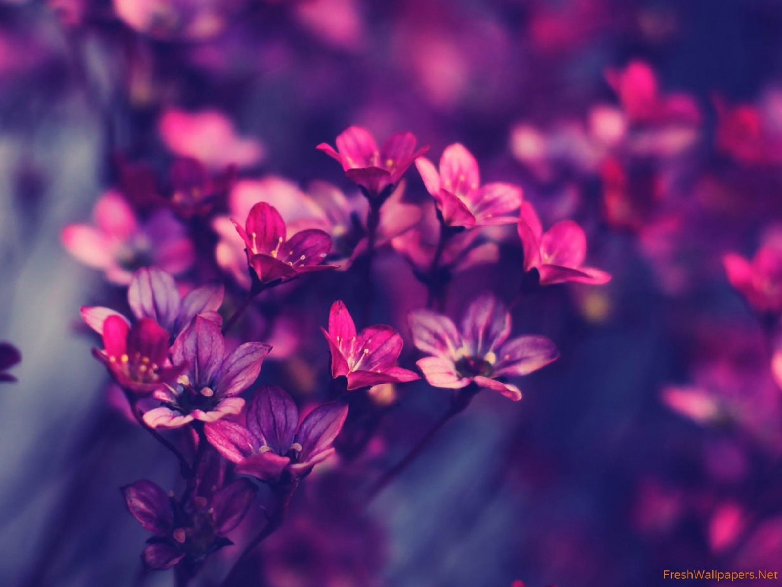 Flores Pics By Tirta Bice On Freshwall - Ipad Wallpaper Flowers , HD Wallpaper & Backgrounds