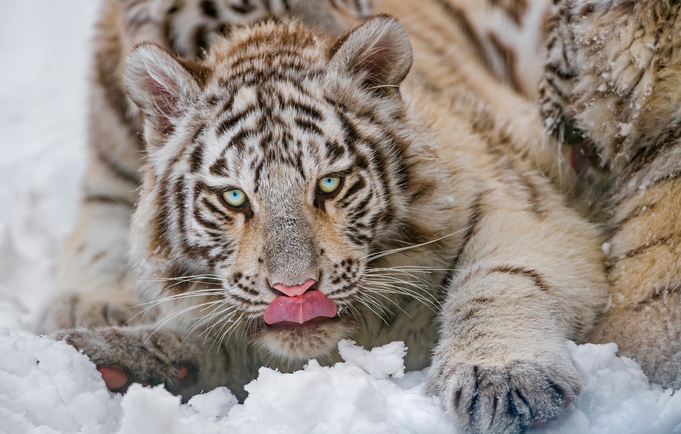 Photo Wallpaper Winter, Language, White, Look, Snow, - Siberian Tiger , HD Wallpaper & Backgrounds