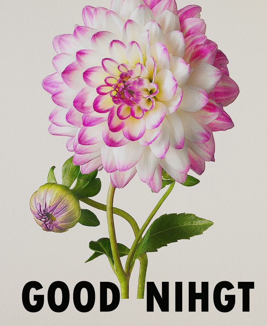 Flower Beautiful Good Night , HD Wallpaper & Backgrounds
