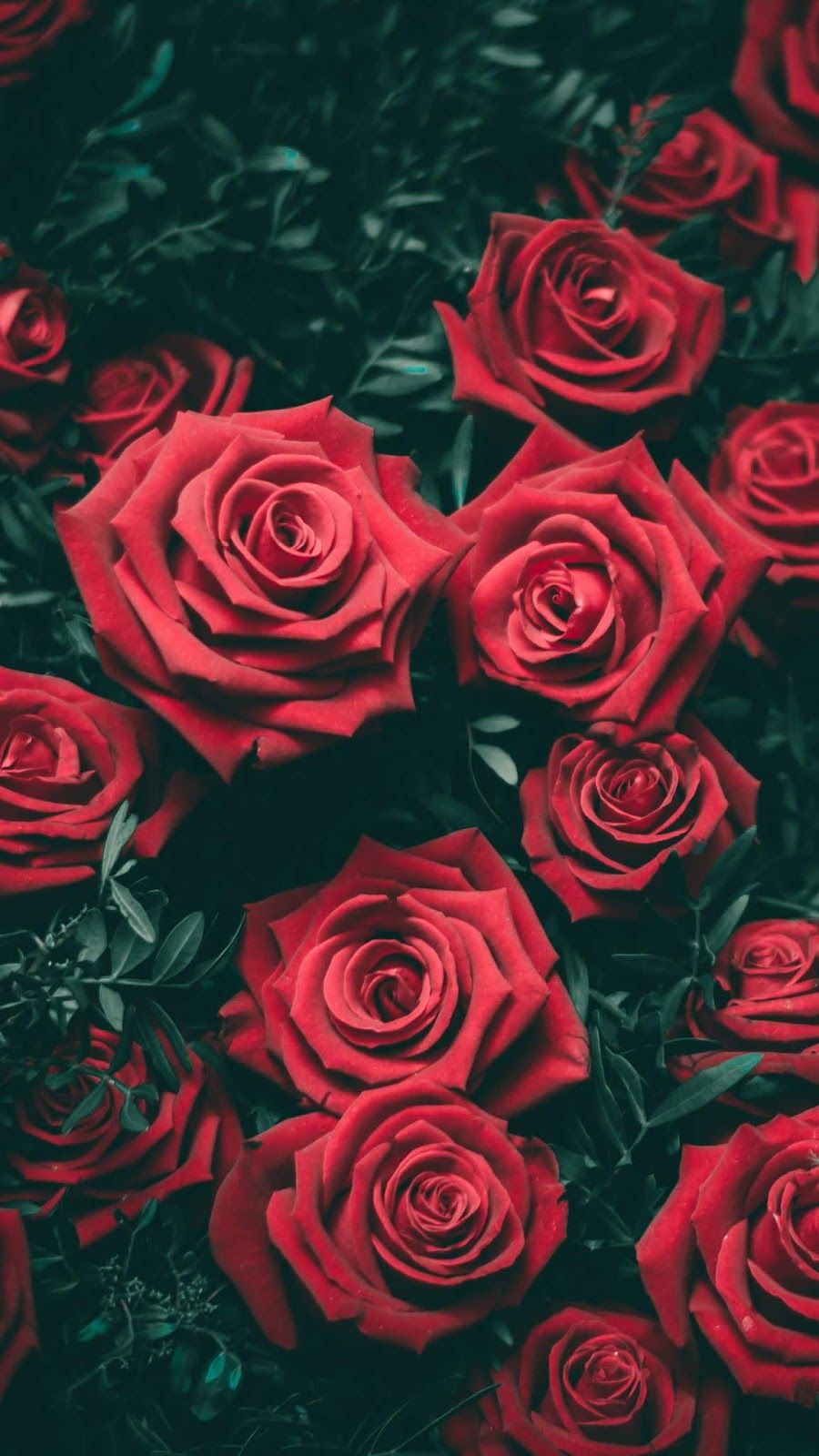 Red Roses , HD Wallpaper & Backgrounds