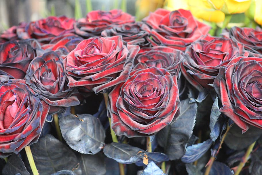 Spain, Barcelona, Rosa, Rosas, Black Rose, Black Roses, - Rosa Negra Hd , HD Wallpaper & Backgrounds
