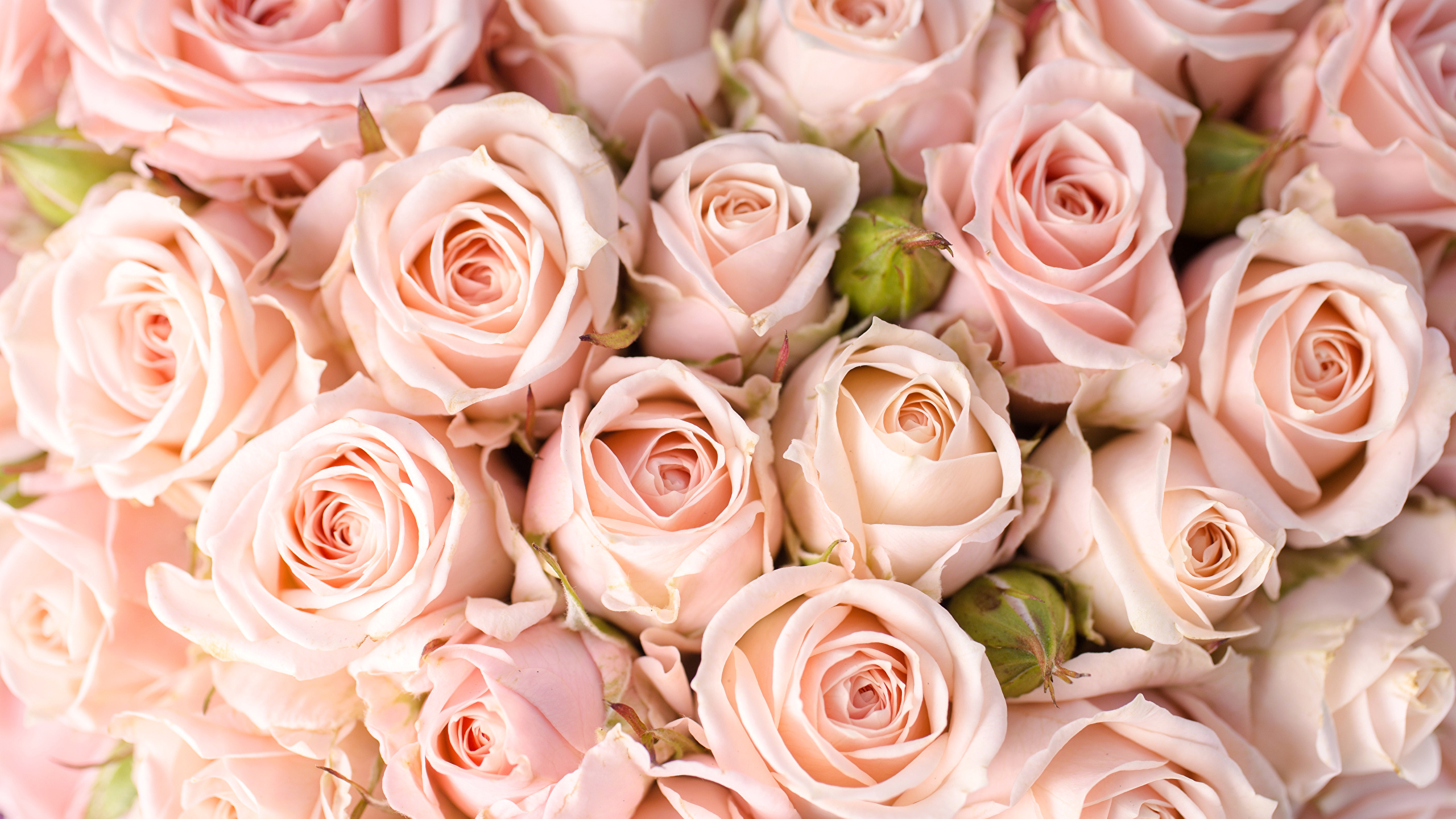 Pink And Gold Roses , HD Wallpaper & Backgrounds