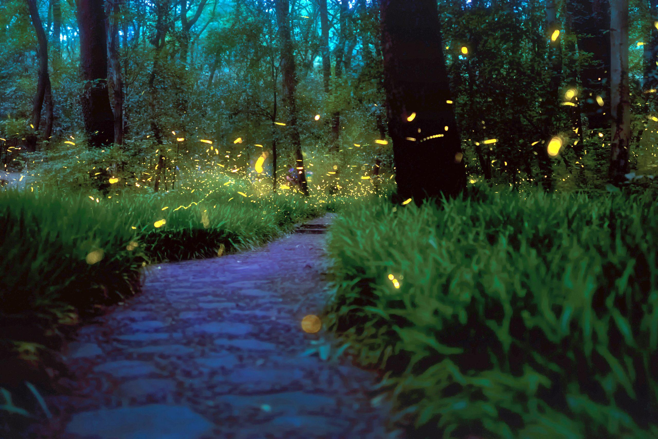 Fireflies Desktop Wallpaper - Fireflies Wallpaper 4k , HD Wallpaper & Backgrounds