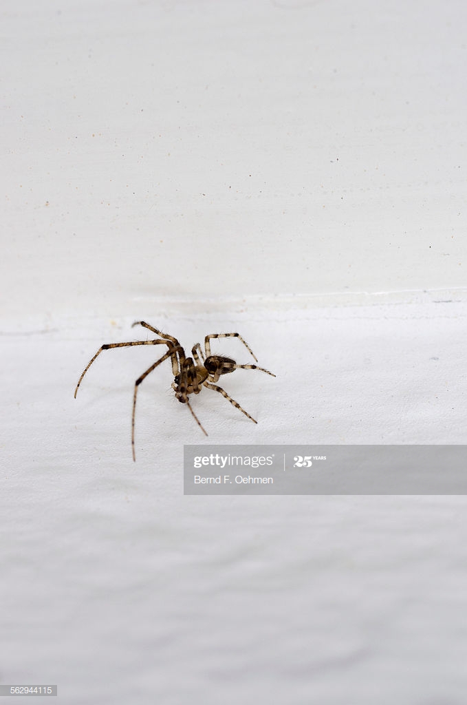 Small House Spider Araneus Diadematus , 10mm, Crawling - Wolf Spider , HD Wallpaper & Backgrounds