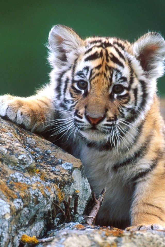 Cubs Cute Baby Tigers , HD Wallpaper & Backgrounds