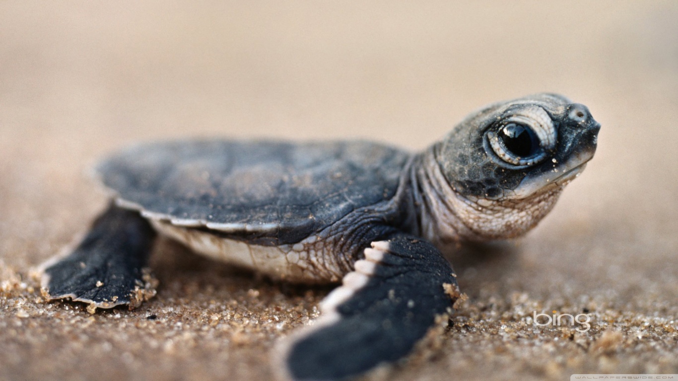 Bing Baby Turtle 4k Hd Desktop Wallpaper For 4k Ultra - Baby Turtle Close Up , HD Wallpaper & Backgrounds