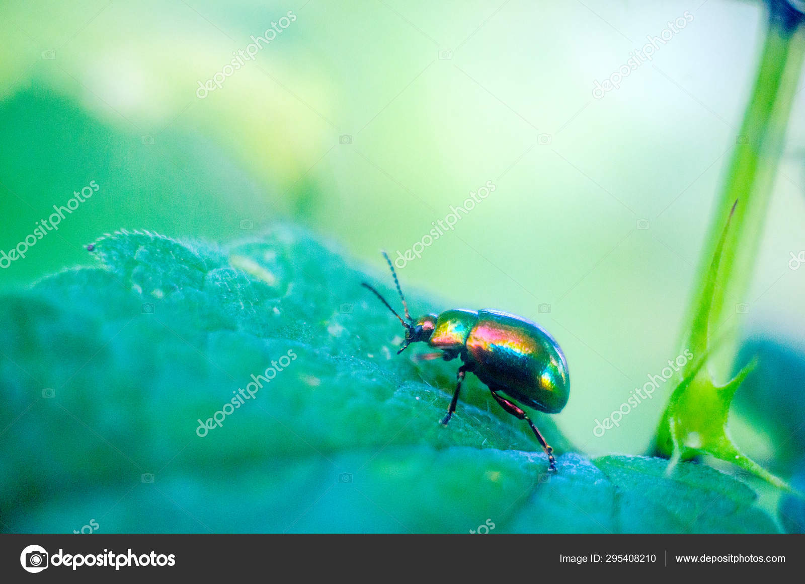 Firefly Beetle Nature Wallpaper Insects Firefly Stock - Flower Beetles , HD Wallpaper & Backgrounds