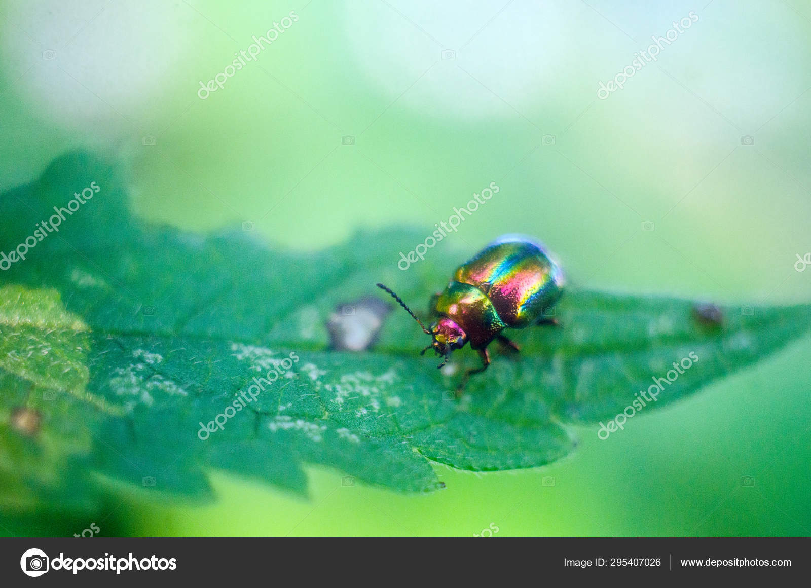 Firefly Beetle Nature Wallpaper Insects Firefly Stock - Macro Photography , HD Wallpaper & Backgrounds