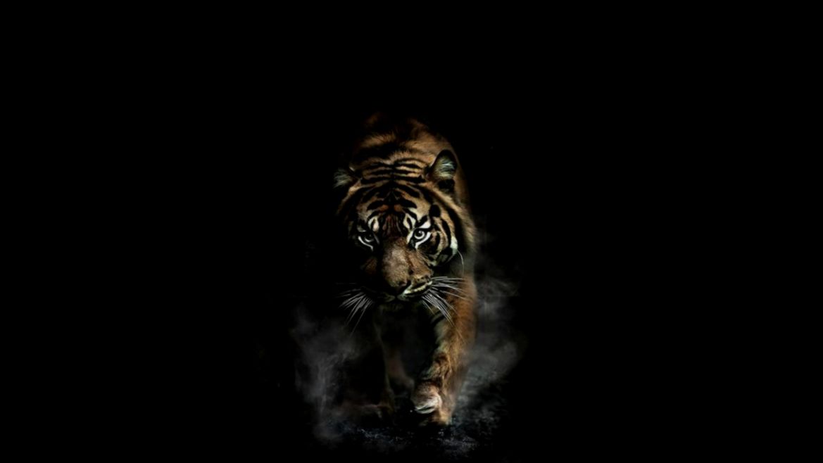 Tiger Tigers Wallpaper 83195 Wallpaperup - Full Hd Angry Tiger , HD Wallpaper & Backgrounds