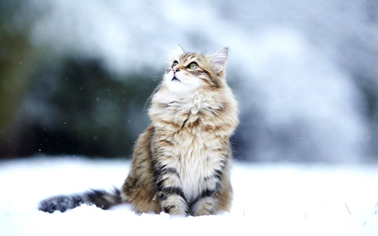Snow Cats Live Wallpaper 130 Apk Download Android - Siberian Cat , HD Wallpaper & Backgrounds