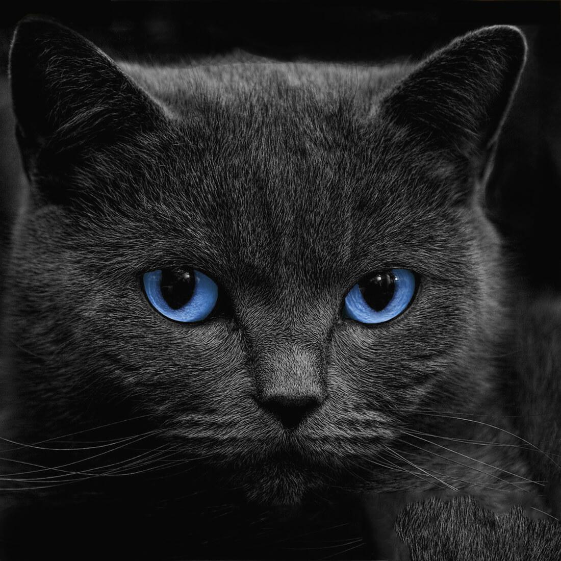 Black Cats Live Wallpaper For Android Apk Download - القطط السوداء , HD Wallpaper & Backgrounds