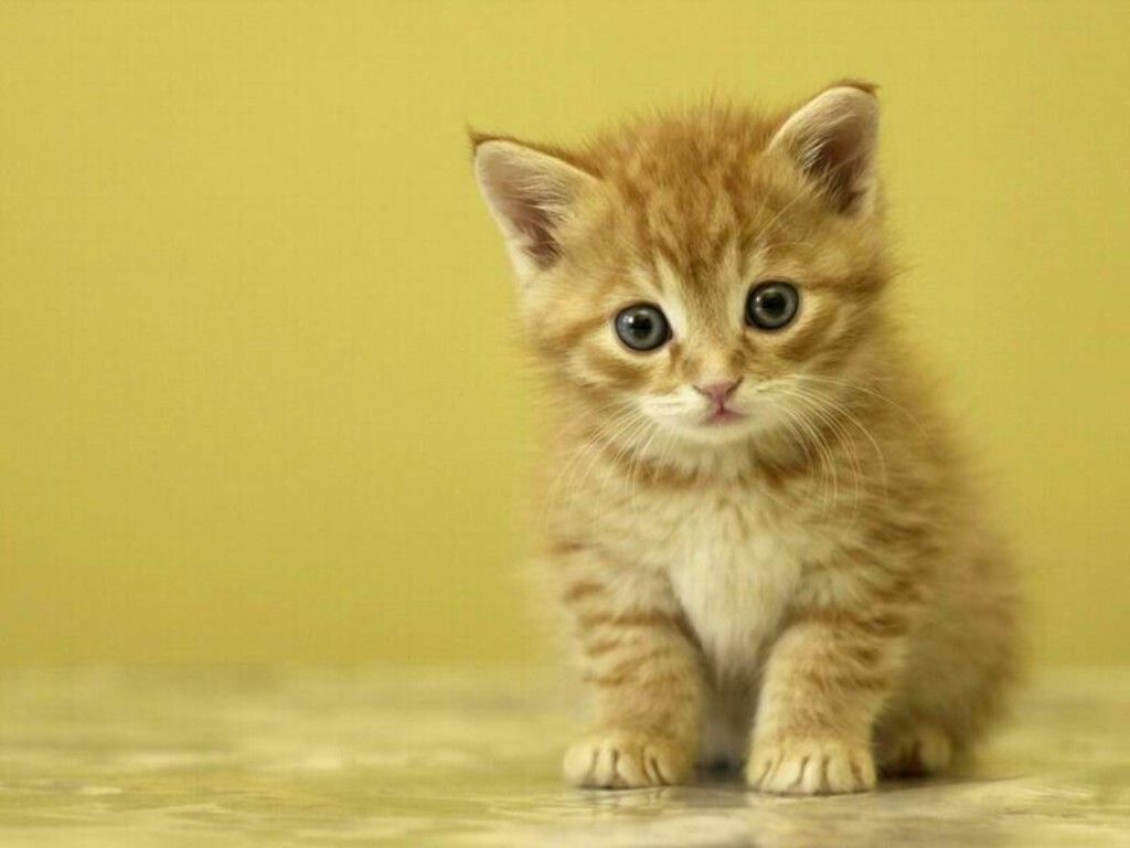 Cute Cats Live Wallpaper Android Apps On Google Play - Baby Cat , HD Wallpaper & Backgrounds