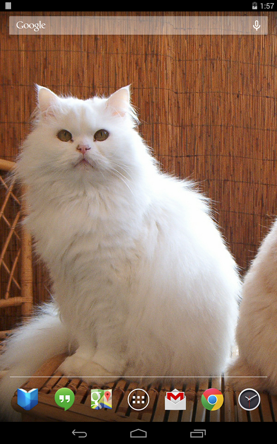 Persian Cat , HD Wallpaper & Backgrounds