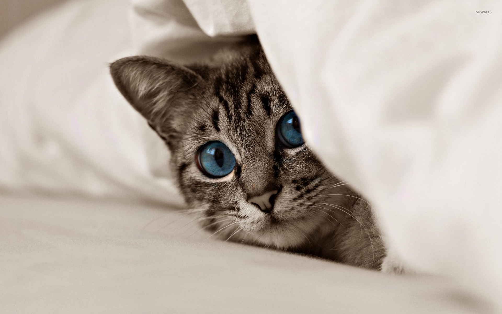 Blue Eyes Cute Cats , HD Wallpaper & Backgrounds