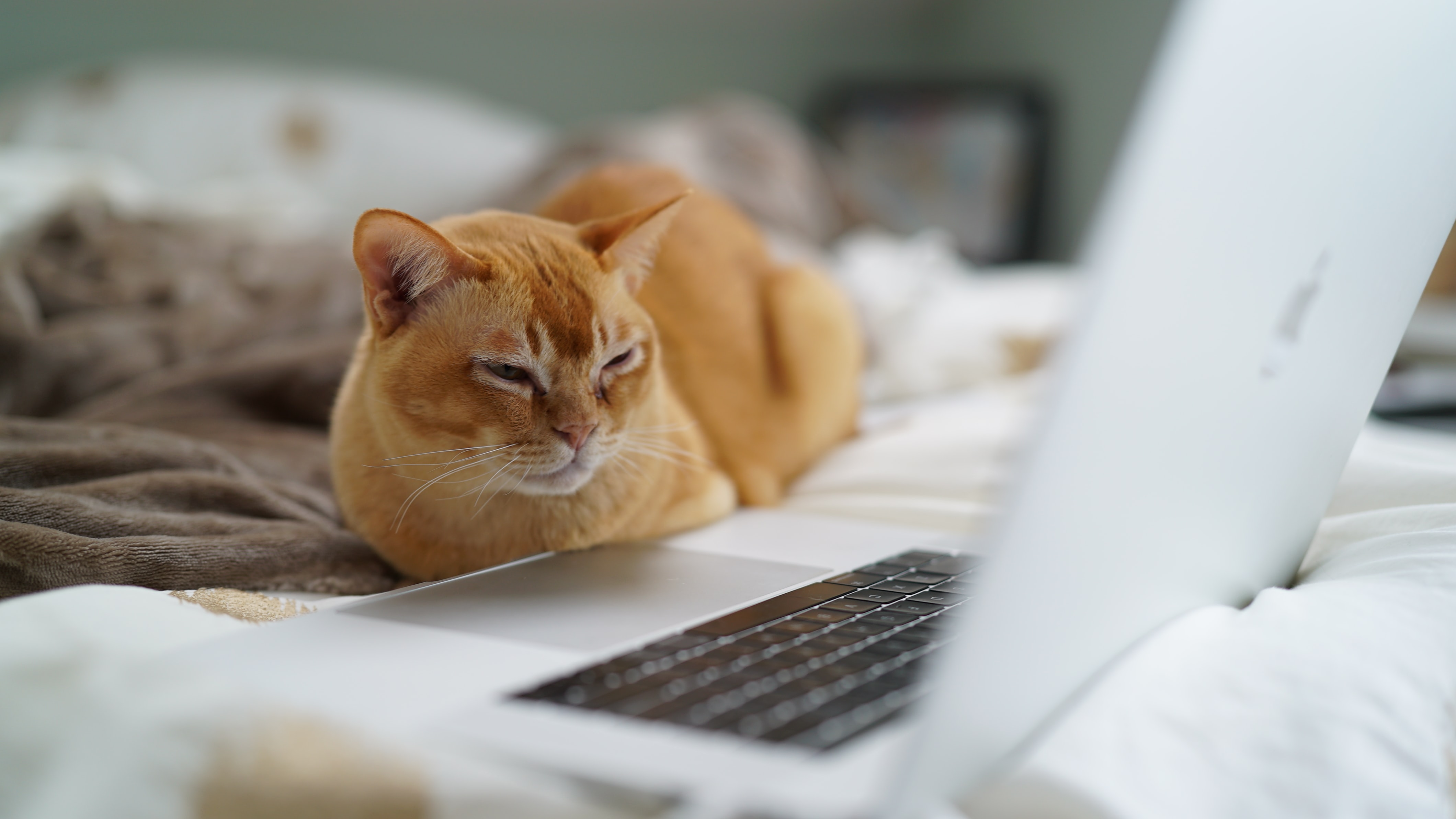 Cat And Laptop , HD Wallpaper & Backgrounds