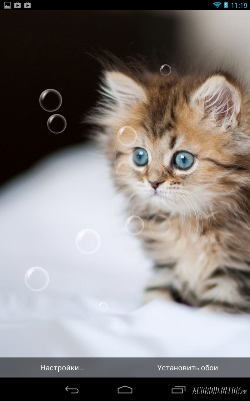 Q Cat Live Wallpaper - Cross Breed Persian Cat , HD Wallpaper & Backgrounds