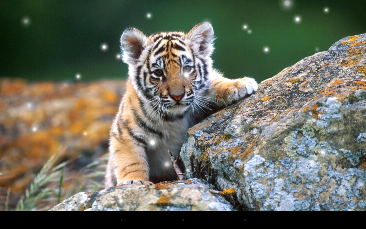 Desktop Background Baby Tiger , HD Wallpaper & Backgrounds