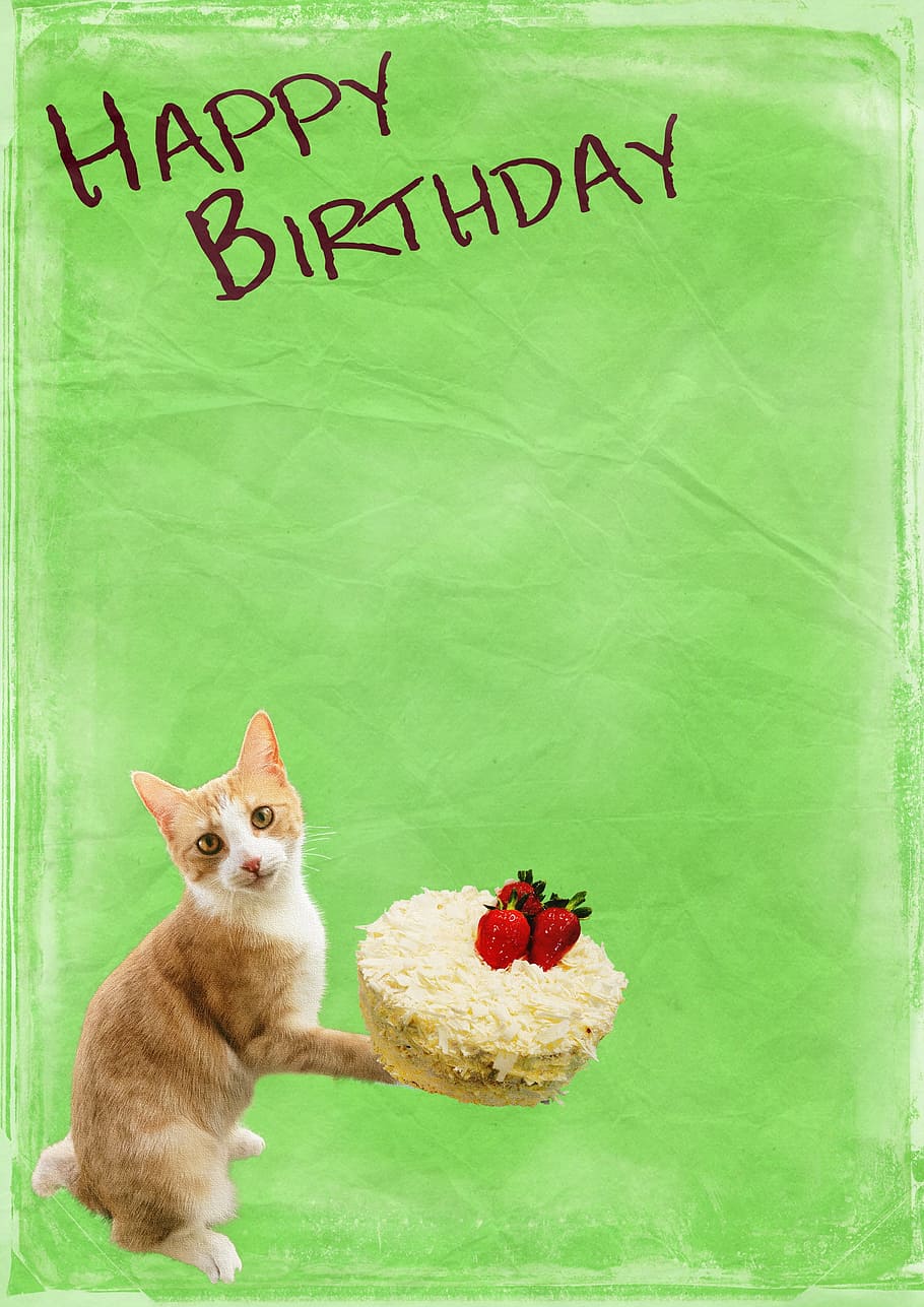 Cat Holding Cake Graphic With Happy Birthday Text, - Love Birthday Wish Bangla , HD Wallpaper & Backgrounds