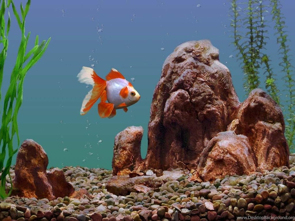 Marine Aquarium Live Wallpapers - Goldfish Aquarium , HD Wallpaper & Backgrounds