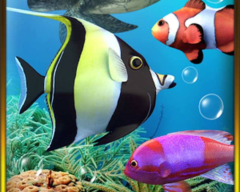 Coral Reef Fish , HD Wallpaper & Backgrounds