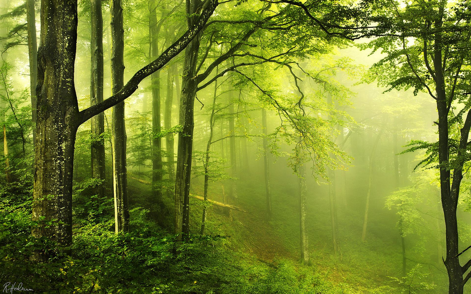 Forest Live Wallpaper - Forest Beautiful , HD Wallpaper & Backgrounds