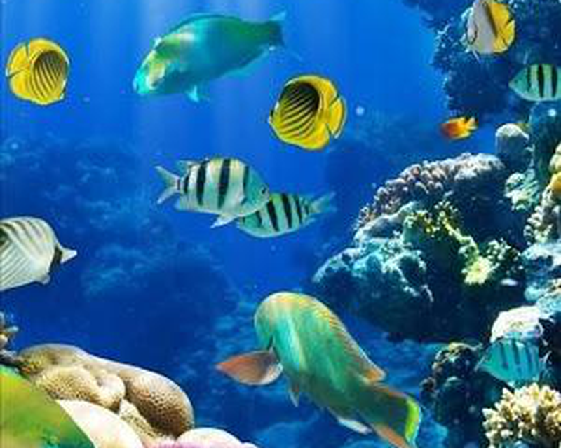 Sharm El Sheikh Scuba Diving , HD Wallpaper & Backgrounds