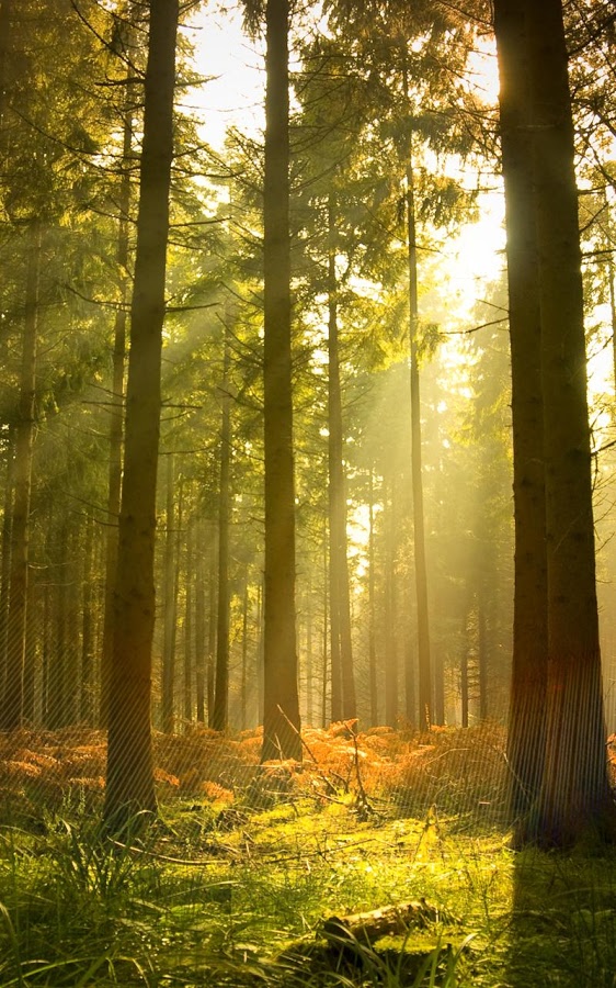 Sunny Forest Live Wallpaper Android Apps On Google - Forest Live Wallpaper Iphone , HD Wallpaper & Backgrounds