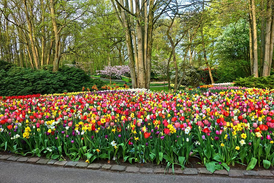 Garden Flowers, Flower Garden, Flower Bed, Tulip, Daffodil, - Flower Bed Hd , HD Wallpaper & Backgrounds